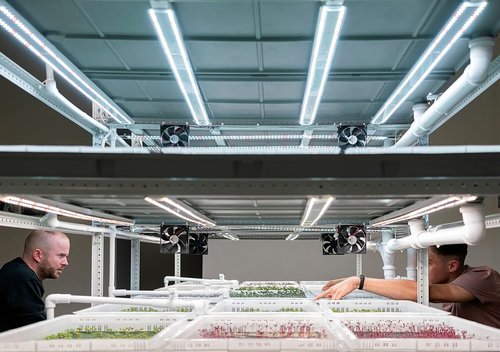 Russian Artists and the Life of Plants