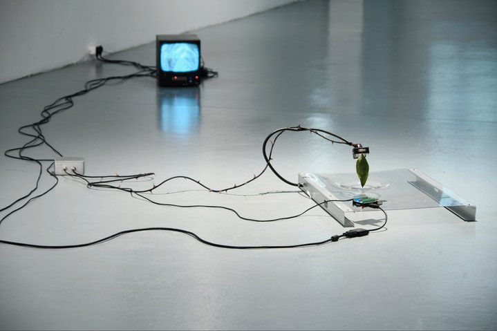 CYFEST, Venice, Cyland, Max Blotas