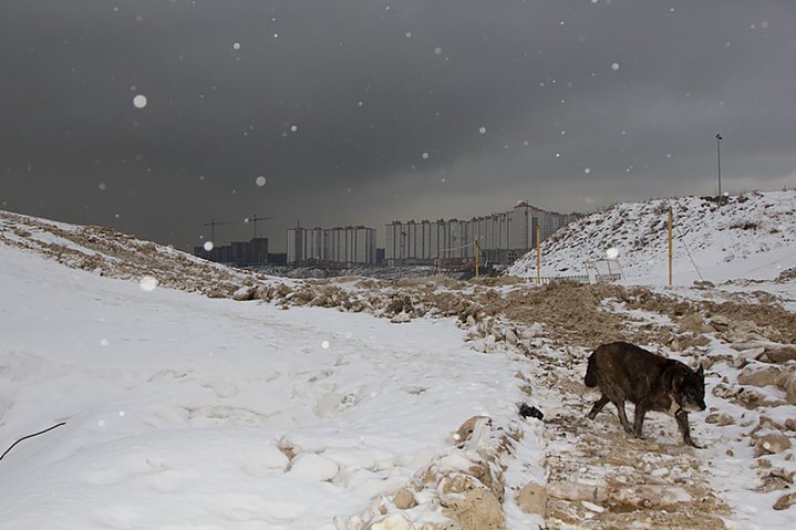 photography, animals, winter, contemporary art