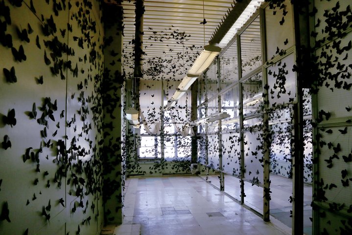 russian art, ural biennale, immortality, Black cloud, butterfly